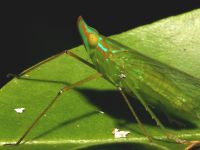photographed in March of 2006 using a Canon 5D camera and Canon 100mm f2.8 USM macro lens  (1/180th second, f27, ISO 100)
