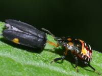 photographed at Volo Bog, northern Illinois in July of 2003 using a Canon D60 digital camera and Canon 100mm f2.8 USM macro lens  (1/180th second, f16, ISO 100)