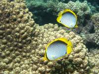 Chaetodon melannotus photographed on Australia's Great Barrier Reef in January of 2003 using a Canon G2 camera and Ikelite housing