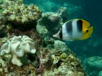 Chaetodon ulietensis photographed on Australia's Great Barrier Reef in January of 2003 using a Canon G2 camera and Ikelite housing