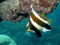 Heniochus chrysostomus and cleaner wrasse photographed on the Great Barrier Reef in January of 2003 using a Canon G2 camera in an Ikelite housing