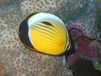 Chaetodon austriacus photographed in the Red Sea at Sinai during January of 2004 using a Canon G2 camera in an Ikelite housing  (7 - 21mm lens set to 21mm, 1/200th second, f5.6, ISO 100)
