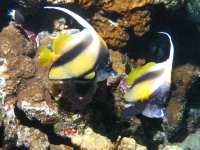 Heniochus intermedius photographed at Dahab, Egypt, in January of 2004 using a Canon G2 camera in an Ikelite housing with the 7-21mm zoom set to 7mm  (1/160th second, f8, ISO 100)