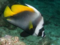 Heniochus singularius photographed in December of 2007 using a Canon 5D camera in an Ikelite housing with a Sigma 50mm macro lens and an Ikelite DS-50 strobe  (1/180th second, f16, ISO 200)