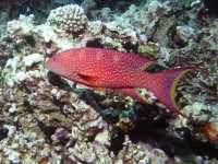 Variola louti photographed at Dahab, Egypt, in January of 2004 using a Canon G2 camera in an Ikelite housing  (focal length = 7mm, 1/200th second, f8, ISO 100)