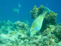 Naso unicornis photographed at Dahab, Egypt in January of 2004 using a Canon G2 camera in an Ikelite housing  (1/160th second, f5.6, ISO 100,  7 - 21mm lens set to 14.6mm)