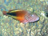 photographed at Dahab in January of 2004 using a Canon G2 camera in an Ikelite housing  (7-22mm set to 21mm,  1/200th second, f5.6, ISO 100)