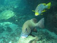 Plectorhinchus chaetodonoides and Plectorhinchus multivittatum photographed on Australia's Great Barrier Reef using a Canon G2 camera in an Ikelite housing