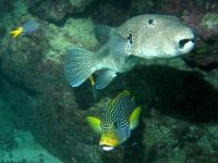 Arothron stellatus and Plectorhinchus multivittatum photographed on the Great Barrier Reef in January of 2003 using a Canon G2 camera and Ikelite housing