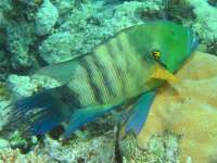 Cheilinus lunulatus photographed in January of 2004 at Dahab, Egypt, using a Canon G2 in an Ikelite housing (focal length = 9.3mm, 1/200th second, f8, ISO 100).