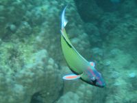 Thalassoma lunare photographed on the Great Barrier Reef in January of 2003 using a Canon G2 camera in an Ikelite housing