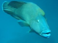 Cheilinus undulatus photographed on Australia's Great Barrier Reef in January of 2003 using a Canon G2 camera and Ikelite housing
