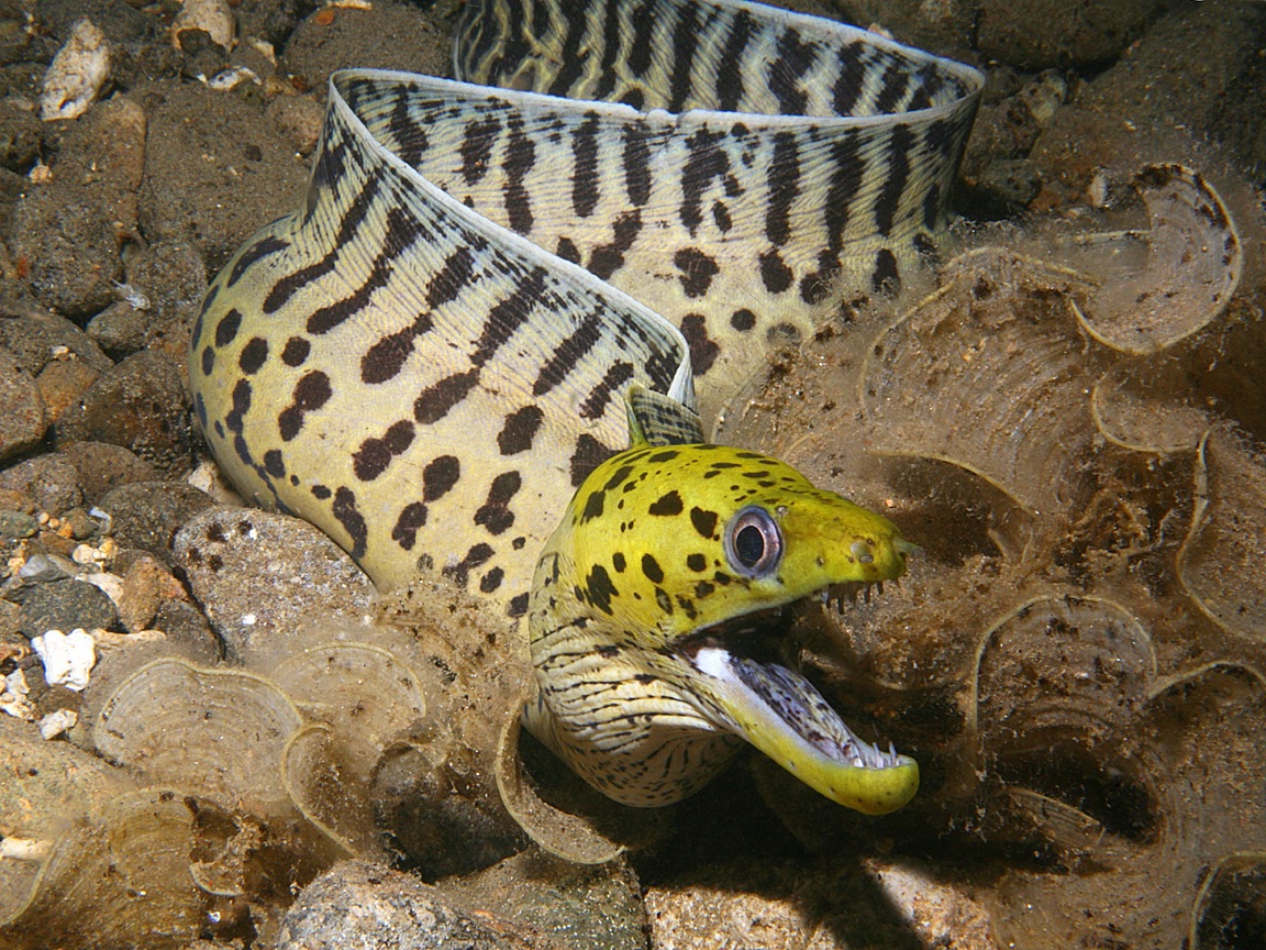 Moray eels | Biology & Geology 4 ESO