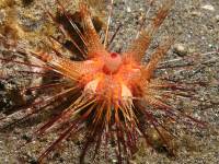 photographed in May of 2008 using a Canon 5D camera and Sigma 50mm lens in an Ikelite housing   (1/180th second, f19, ISO 200)