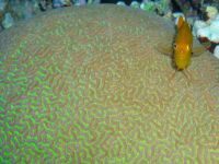 photographed in January of 2004 using a Canon G2 camera in an Ikelite housing with the 7-21mm lens set to 21mm  (1/2000th second, f5.6, ISO 100)