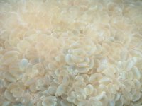 photographed in Thailand in December of 2007 using a Canon 5D camera and Sigma 50mm macro lens in an Ikelite housing  (1/180th second, f16, ISO 200)