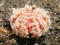 photographed in May of 2008 using a Canon 5D camera and Sigma 50mm lens in an Ikelite housing   (1/180th second, f19, ISO 200)