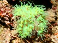 photographed in March of 2006 using a Canon 5D camera and Sigma 50mm lens in an Ikelite housing   (1/180th second, f22, ISO 400)