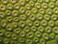 Diploastrea heliopora photographed in December of 2007 using a Canon 5D camera and Sigma 50mm macro lens in an Ikelite housing  (1/180th second, f16, ISO 200)