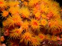 photographed in May of 2008 using a Canon 5D camera and Sigma 50mm macro lens in an Ikelite housing  (1/180th second, f22, ISO 200)