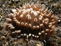 photographed in May of 2008 using a Canon 5D camera and Sigma 50mm lens in an Ikelite housing   (1/180th second, f22, ISO 200)