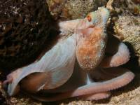 Octopus briareus photographed in April of 2009 using a Canon 5D camera and Sigma 50mm macro lens in an Ikelite housing  (1/180th second, f19, ISO 200)