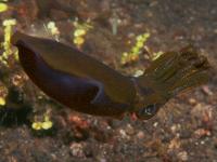Sepioteuthis lessoniana photographed in May of 2008 using a Canon 5D camera and Sigma 50mm macro lens in an Ikelite housing  (1/180th second, f19, ISO 200)