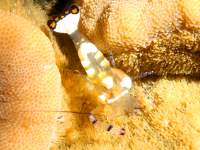 Periclimenes brevicarpalis photographed in March of 2006 using a Canon 5D camera and Sigma 50mm macro lens in an Ikelite housing  (1/180th second, f19, ISO 200)