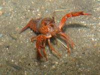 photographed in the Coachella Valley Preserve in southern California during March of 2004 using a Canon D60 digital camera and Canon 28-105mm lens set to 105mm  (1/180th second, f19, ISO 100)