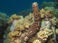 Bohadschia graeffei photographed using a Canon G2 digital camera in an Ikelite housing  (1/125th second, f8, ISO 50)