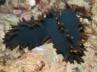 Stichopus chloronotus photographed in December of 2007 using a Canon 5D camera and Sigma 50mm macro lens in an Ikelite housing  (1/180th second, f13, ISO 200)