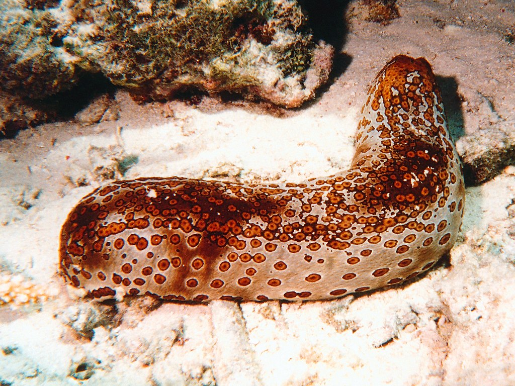 sea cucumbers report