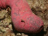 Holothuria edulis photographed in December of 2007 using a Canon 5D camera and Sigma 50mm macro lens in an Ikelite housing (1/180th second, f22, ISO 200)