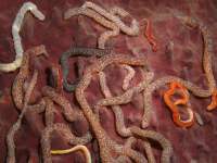 Synaptula lamperti photographed in June of 2008 using a Canon 5D camera and Sigma 50mm macro lens in an Ikelite housing  (1/180th second, f22, ISO 200)