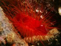 Lima sp. photographed in May of 2008 using a Canon 5D camera and Sigma 50mm macro lens in an Ikelite housing  (1/180th second, f22, ISO 200)