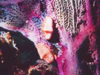 Cyphoma gibbosum photographed using a Nikonos V camera