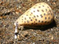 Conus eburneus photographed in May of 2008 using a Canon 5D camera and Sigma 50mm macro lens in an Ikelite housing  (1/180th second, f22, ISO 200)