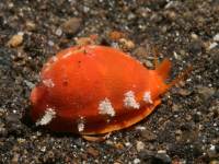 Cypraea teres photographed in May of 2008 using a Canon 5D camera and Sigma 50mm macro lens in an Ikelite housing  (1/180th second, f22, ISO 200)