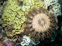 Acanthaster planci photographed in January of 2003 using a Canon G2 digital camera in an Ikelite housing