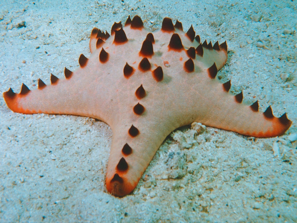 (aka horned starfish)