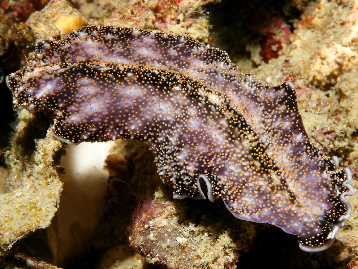 List of marine aquarium invertebrate species - Wikipedia