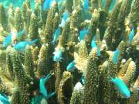 Chromis caerulea photographed in January of 2003 using a Canon G2 camera in an Ikelite housing