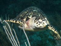 Eretmochelys imbricata photographed in May of 2009 using a Canon 5D camera and Sigma 50mm macro lens in an Ikelite housing  (1/180th second, f11, ISO 200)