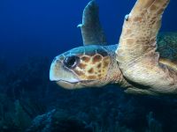 Caretta caretta photographed in May of 2009 using a Canon 5D camera and Sigma 50mm macro lens in an Ikelite housing  (1/180th second, f9.5, ISO 200)