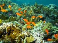 photographed at Dahab in January of 2004 using a Canon G2 camera in an Ikelite housing   (7 - 21mm lens set to 7mm, 1/200th second, f8, ISO 100)