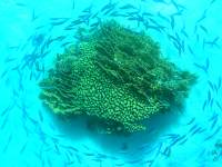photographed at the Eel Garden in Dahab in January of 2004 using a Canon G2 camera  (7-22mm lens set to 7mm, 1/200th second, f5, ISO 100)