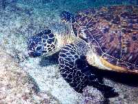 Chelonia mydas