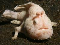 Platycephalus chiltonae photographed at Bohol in March of 2006 using a Canon 5D camera in an Ikelite housing with a Sigma 50mm macro lens  (1/180th second, f27, ISO 200)