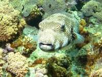 photographed at Dahab in January of 2004 using a Canon G2 camera in an Ikelite housing  (7 - 21mm lens set to 9.3mm, 1/200th second, f8, ISO 100)