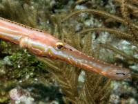 Aulostomus maculatus photographed in May of 2009 using a Canon 5D camera and Sigma 50mm macro lens in an Ikelite housing  (1/180th second, f13, ISO 200)